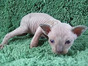 Male Sphinx Cat